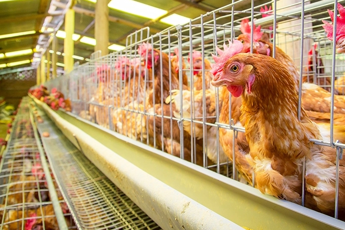 Yumurtacı Tavuklar İçin Kafes Standartları Yenilendi: Eski Sistemler 2029’da Bitecek